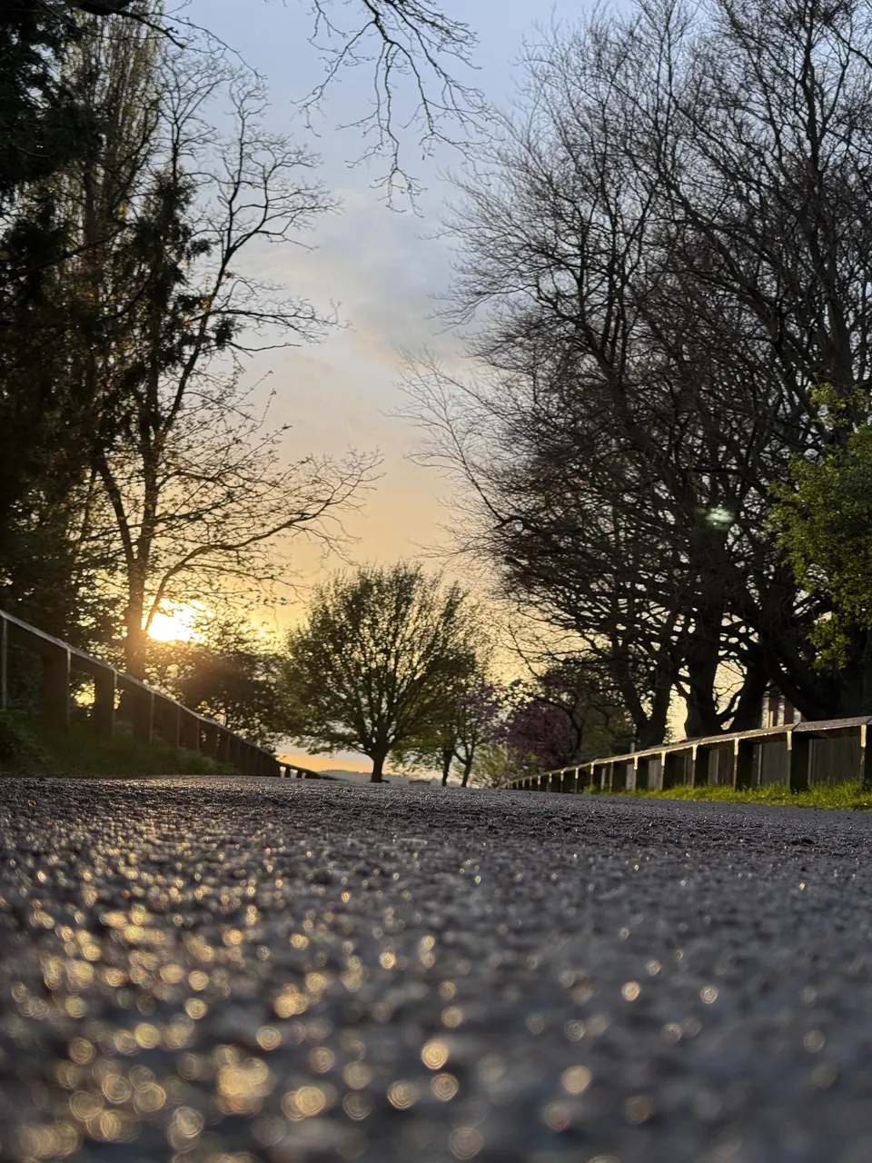 A tarmac path climbing between trees at sunset, still wet from rain, the low sun coming through bare branches.