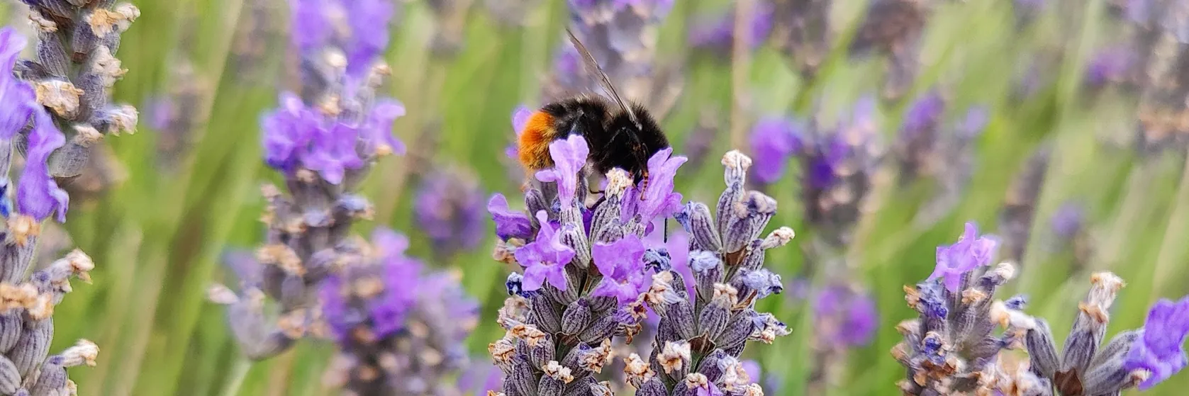 A bumblebee on a lavender flower, close up, the rest of the row soft behind it.