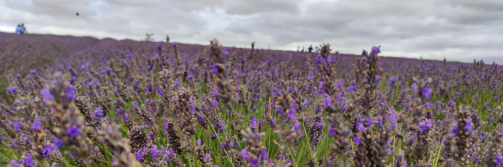 Rows of lavender running over a rise to the horizon under a cloudy sky, with a few people walking along the top.